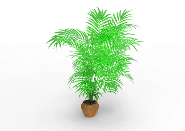 Palm Tree White Background — Stock Photo, Image