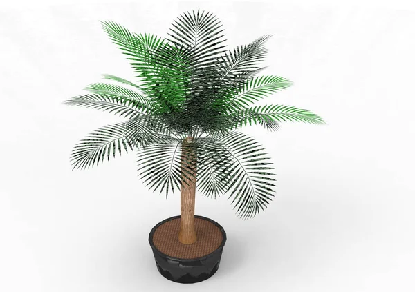 Palmera Sobre Fondo Blanco — Foto de Stock