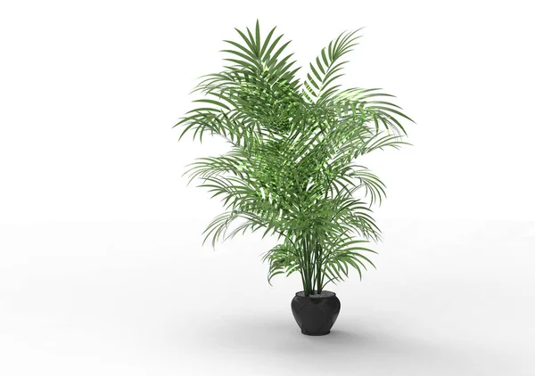 Beyaz Arkaplanda Palmiye Ağacı — Stok fotoğraf