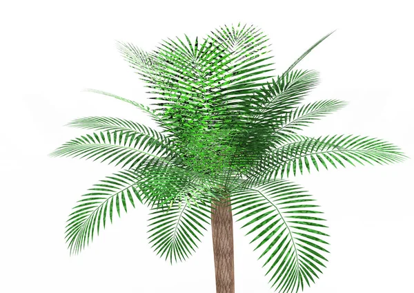 Palmboom Witte Achtergrond — Stockfoto