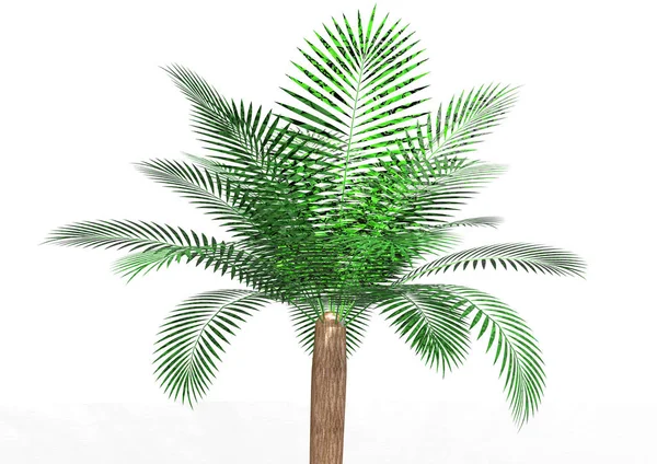 Palmera Sobre Fondo Blanco — Foto de Stock