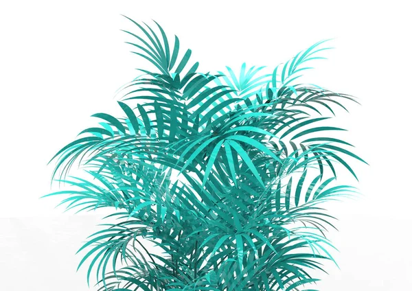 Palmera Sobre Fondo Blanco —  Fotos de Stock