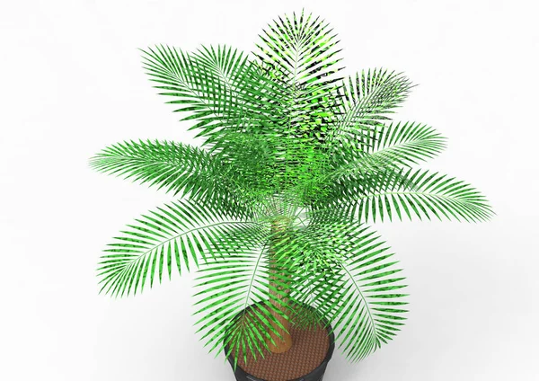 Palm Träd Vit Bakgrund — Stockfoto