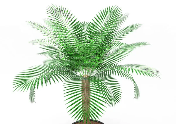 Palmera Sobre Fondo Blanco — Foto de Stock