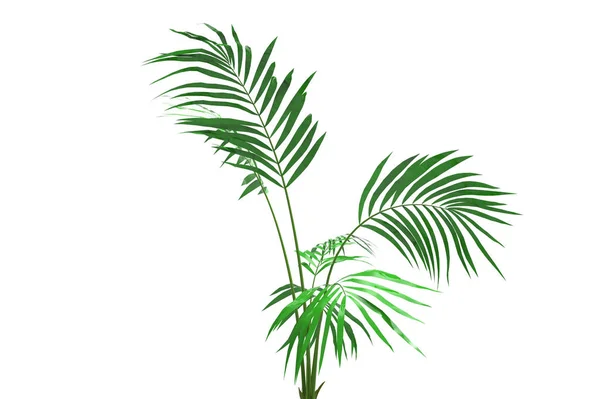 Cocos Palm Tree Bladeren Geïsoleerd Witte Achtergrond — Stockfoto