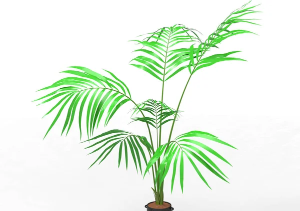 Coconut Palm Tree Listy Izolované Bílém Pozadí — Stock fotografie