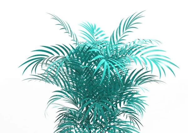 白色背景的棕榈树 — 图库照片