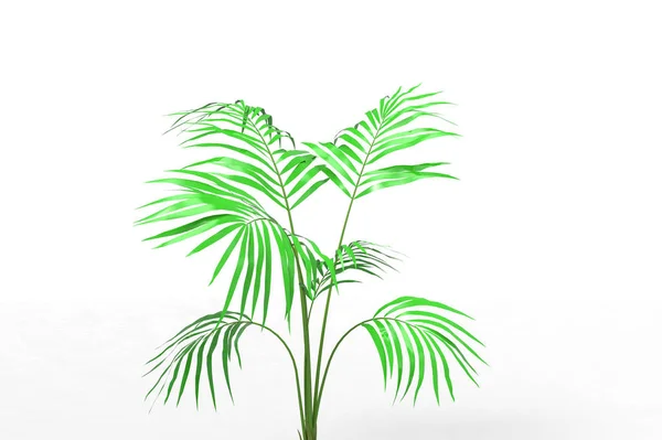 Coconut Palm Tree Leaves Isolated White Background — Stock Photo, Image