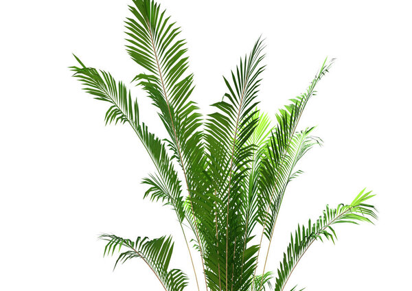 palm tree on white background