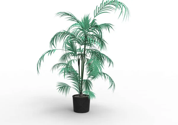 Palmy Kokosowe Drzewo Liść Białym Tle Białym Tle — Zdjęcie stockowe