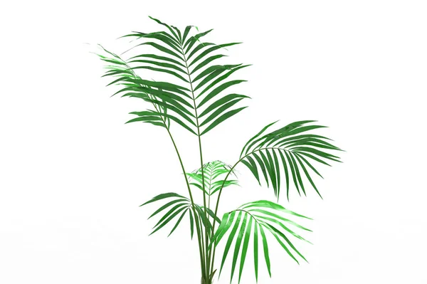 Palmy Kokosowe Drzewo Liść Białym Tle Białym Tle — Zdjęcie stockowe