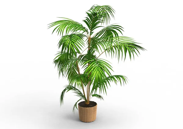 Palm Träd Vit Bakgrund — Stockfoto