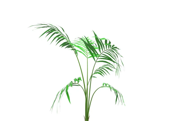 Cocos Palm Tree Bladeren Geïsoleerd Witte Achtergrond — Stockfoto