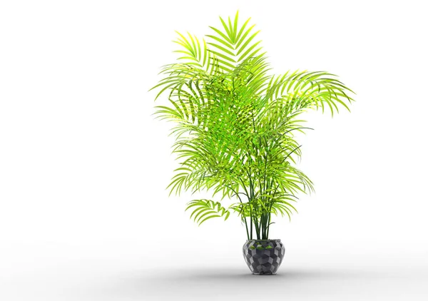 Palm Tree White Background — Stock Photo, Image