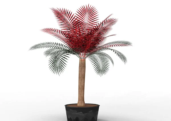 Palmera Sobre Fondo Blanco — Foto de Stock