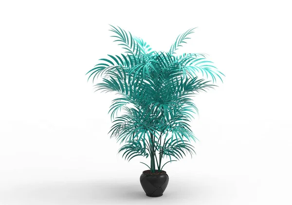 Palmeira Fundo Branco — Fotografia de Stock
