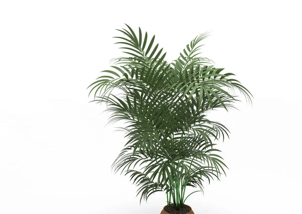 Palmboom Witte Achtergrond — Stockfoto