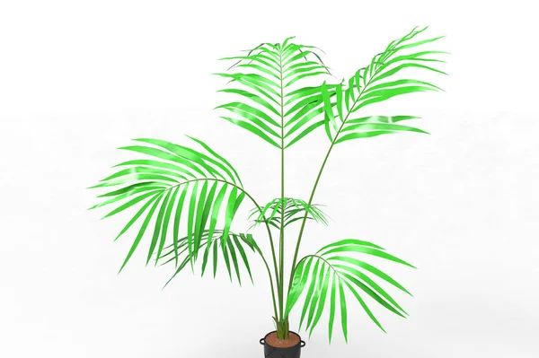 Coconut Palm Tree Leaves Isolated White Background — Stock Photo, Image