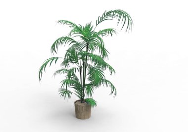 Beyaz arka plan üzerinde 3D palmiye ağacı