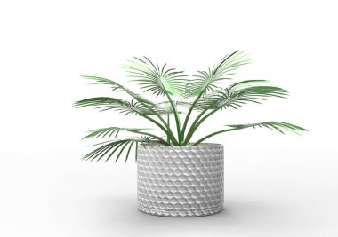 Beyaz arka plan üzerinde 3D palmiye ağacı