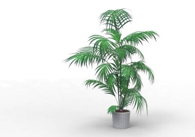 Beyaz arka plan üzerinde 3D palmiye ağacı