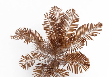 Hindistan cevizi hurma ağaç izole üzerinde beyaz arka plan yaprak 