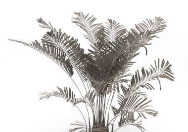 Hindistan cevizi hurma ağaç izole üzerinde beyaz arka plan yaprak 