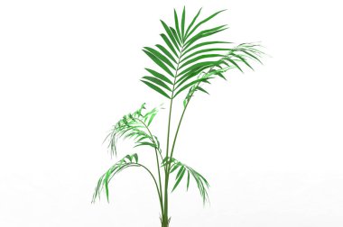 Hindistan cevizi hurma ağaç izole üzerinde beyaz arka plan yaprak 