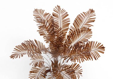 Hindistan cevizi hurma ağaç izole üzerinde beyaz arka plan yaprak 