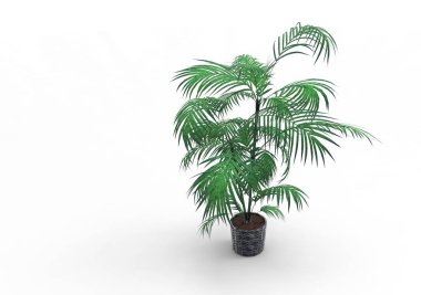 Beyaz arka plan üzerinde 3D palmiye ağacı