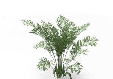 Hindistan cevizi hurma ağaç izole üzerinde beyaz arka plan yaprak 