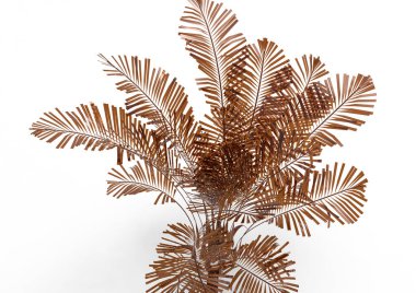 Hindistan cevizi hurma ağaç izole üzerinde beyaz arka plan yaprak 