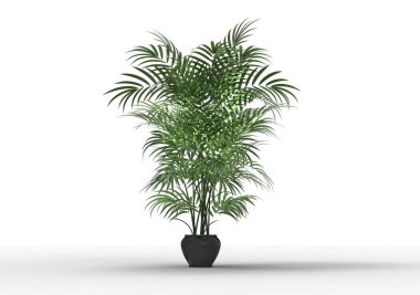 Beyaz arkaplanda palmiye ağacı