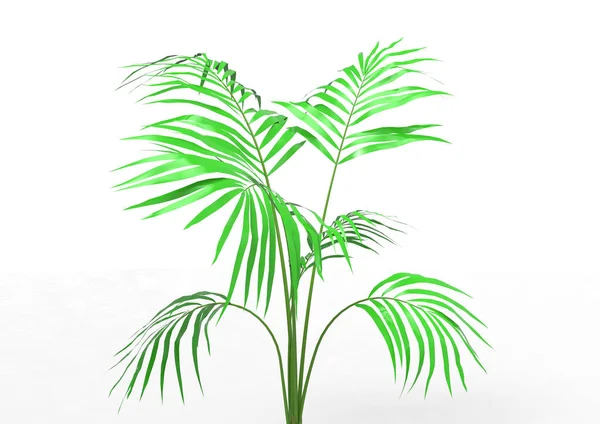 Cocos Palm Tree Bladeren Geïsoleerd Witte Achtergrond — Stockfoto