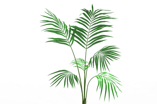 Cocos Palm Tree Bladeren Geïsoleerd Witte Achtergrond — Stockfoto