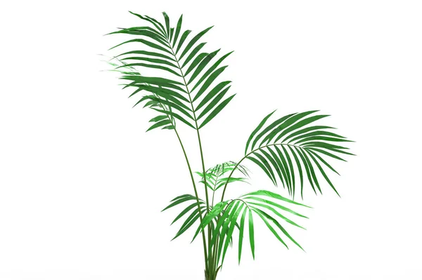 Coconut Palm Tree Lämnar Isolerade Vit Bakgrund — Stockfoto