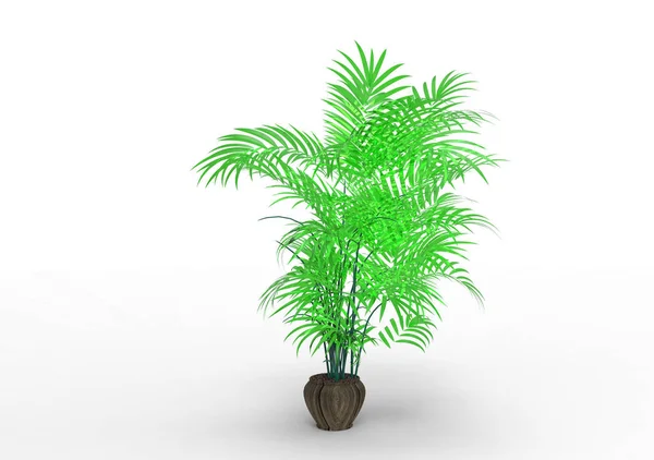 Palm Tree White Background — Stock Photo, Image