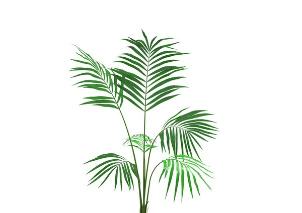 Cocos Palm Tree Bladeren Geïsoleerd Witte Achtergrond — Stockfoto