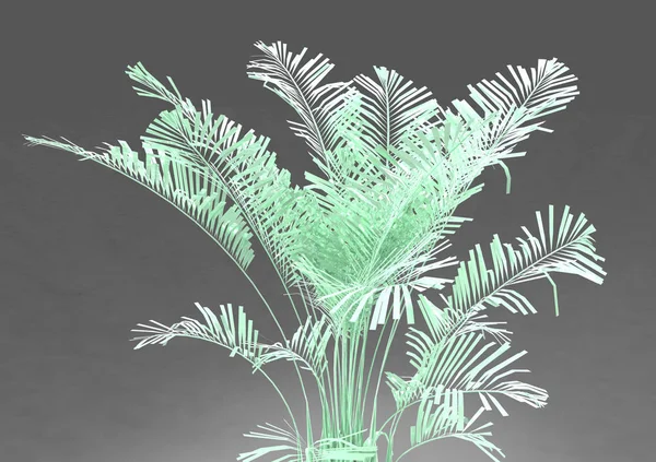 Листья Кокосовой Пальмы Изолированы Белом Фоне — стоковое фото