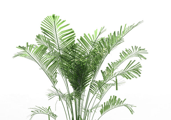 coconut palm tree leaves isolated on white background 