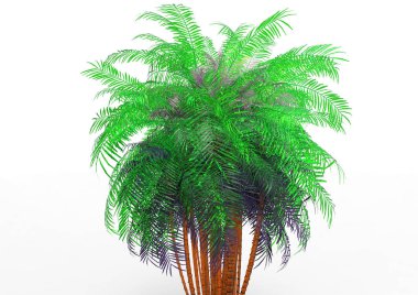 beyaz bir arka plan üzerinde 3D palmiye ağacı