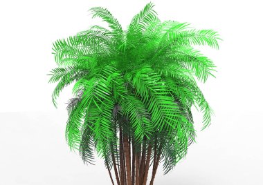 beyaz bir arka plan üzerinde 3D palmiye ağacı