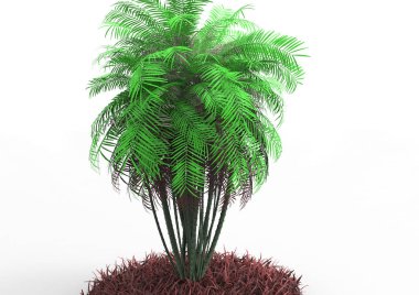 beyaz bir arka plan üzerinde 3D palmiye ağacı