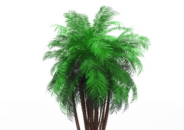 beyaz bir arka plan üzerinde 3D palmiye ağacı