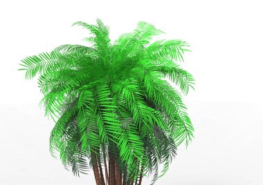 beyaz bir arka plan üzerinde 3D palmiye ağacı