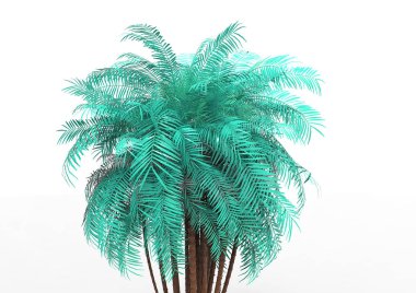 beyaz bir arka plan üzerinde 3D palmiye ağacı