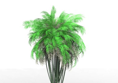 beyaz bir arka plan üzerinde 3D palmiye ağacı