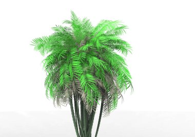beyaz bir arka plan üzerinde 3D palmiye ağacı
