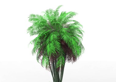 beyaz bir arka plan üzerinde 3D palmiye ağacı