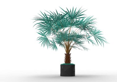 beyaz bir arka plan üzerinde 3D palmiye ağacı